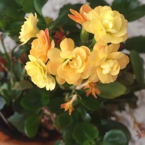 Meet your Posher, Ezej